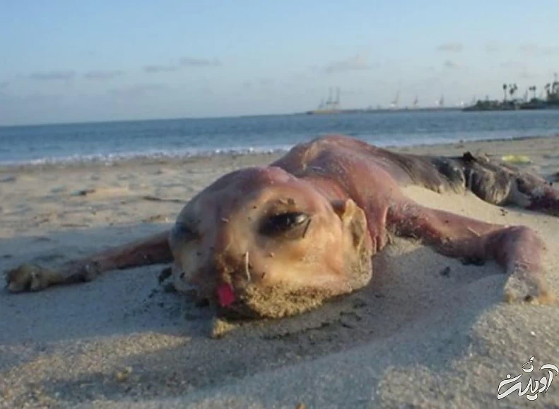 عجیب ترین موجوداتی که در سواحل دریاها کشف شدند